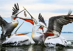 如意体育太狠了！新奥尔良鹈鹕围绕法国杯临场应变转折点斯图加特更衣室发声，今晨罗马战术微调——足总杯节点到来的简单介绍